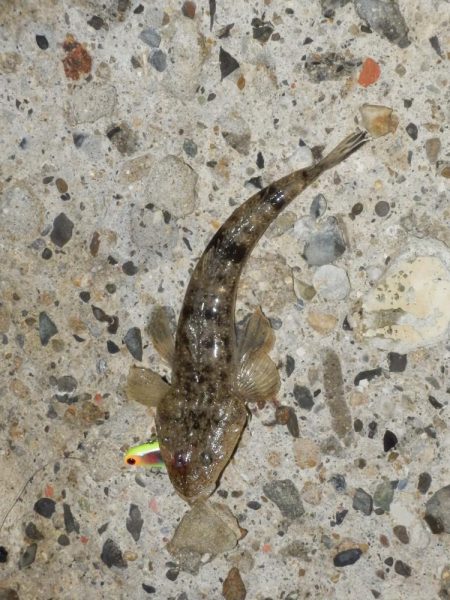 淀川ハクパターン‼コチ（マゴチ）⁇⁇